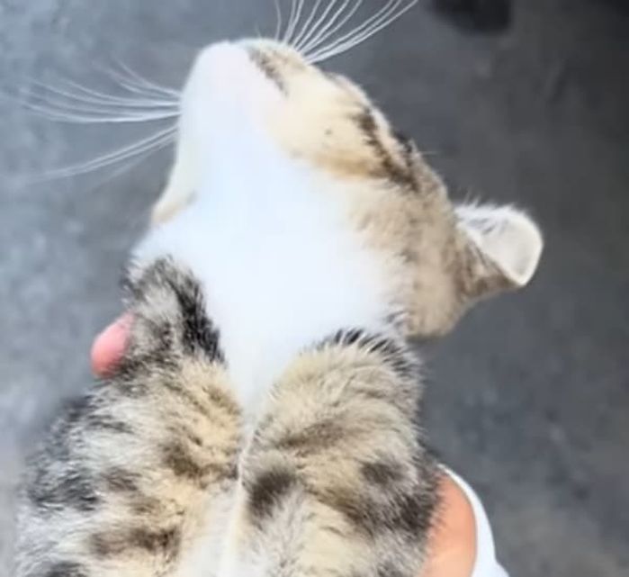 애니멀플래닛