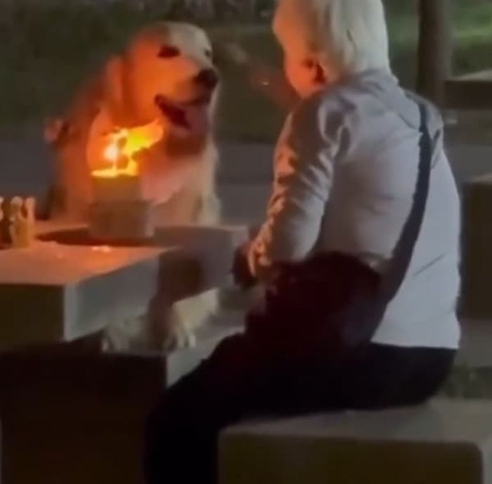 애니멀플래닛
