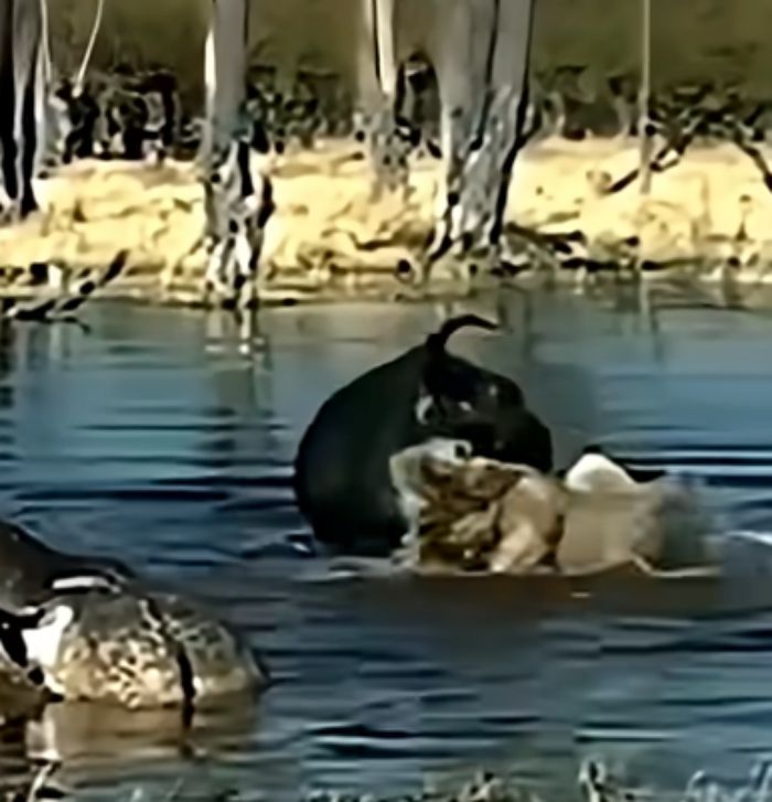 애니멀플래닛