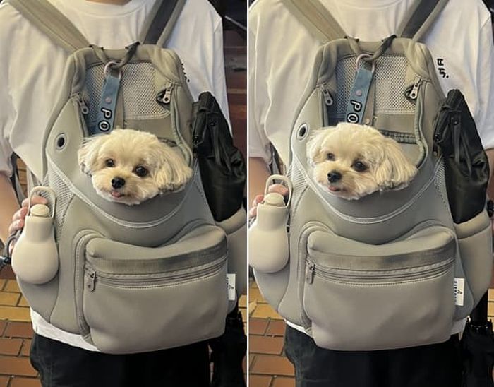 애니멀플래닛