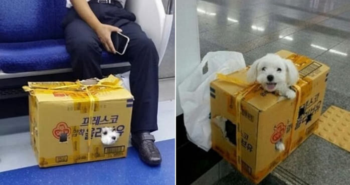 애니멀플래닛