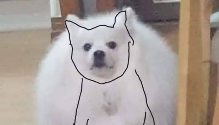 애니멀플래닛