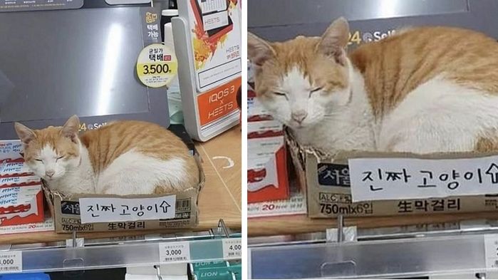 애니멀플래닛