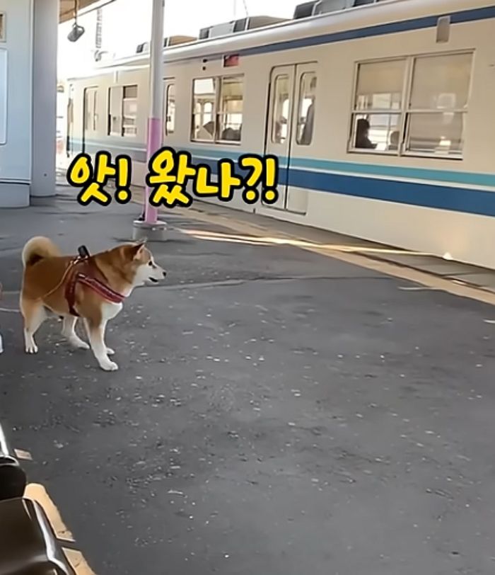 애니멀플래닛