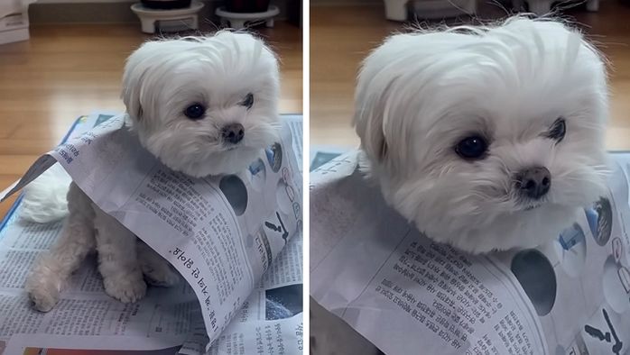 애니멀플래닛