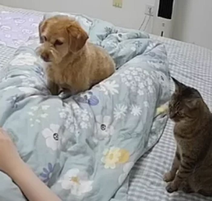 애니멀플래닛