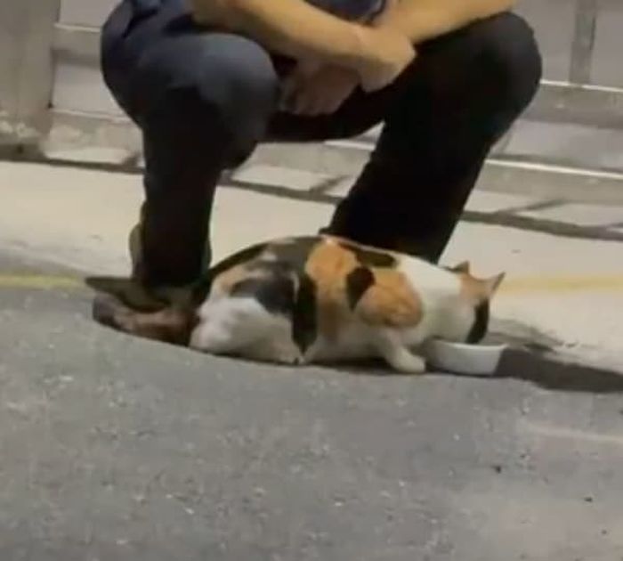 애니멀플래닛