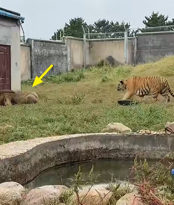 애니멀플래닛