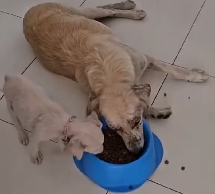 애니멀플래닛