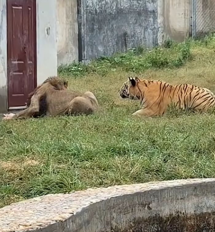 애니멀플래닛