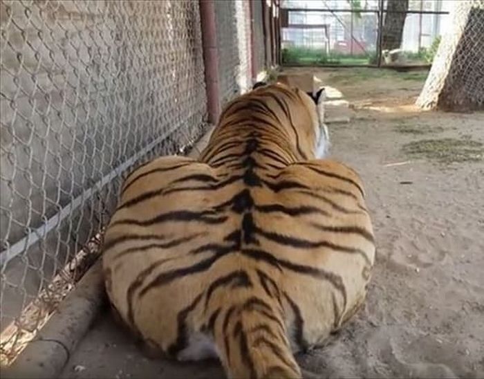 애니멀플래닛