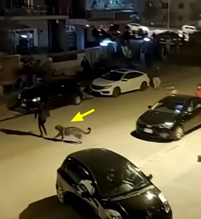 애니멀플래닛