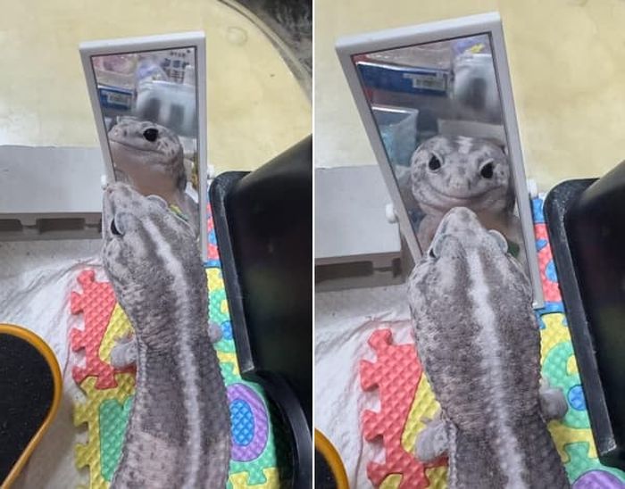 애니멀플래닛