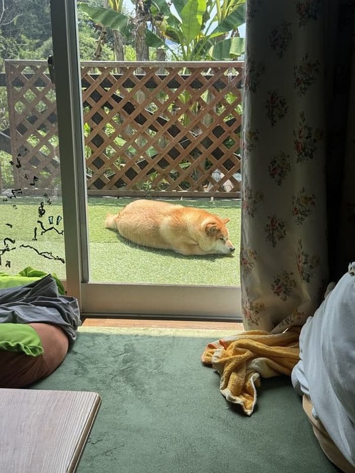 애니멀플래닛