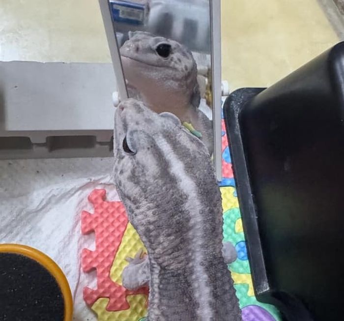 애니멀플래닛