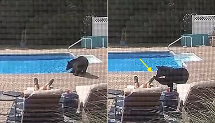 애니멀플래닛