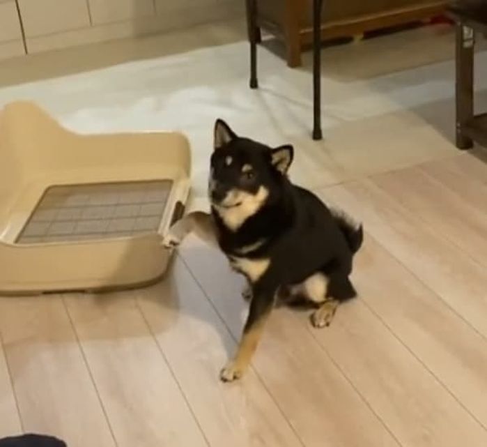 애니멀플래닛