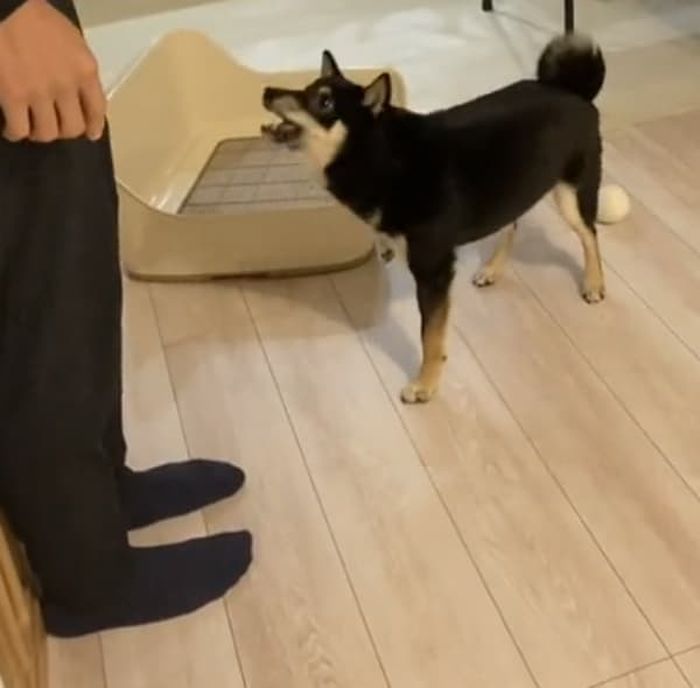 애니멀플래닛