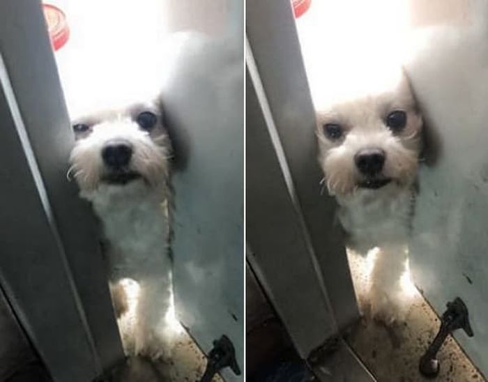 애니멀플래닛