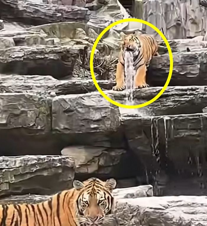 애니멀플래닛