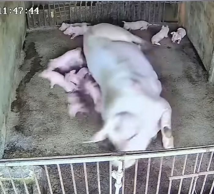 애니멀플래닛