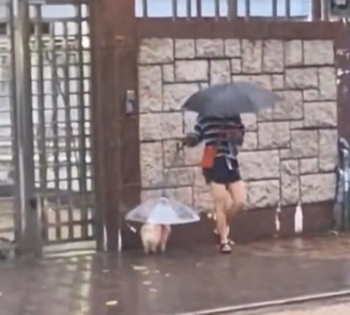 애니멀플래닛