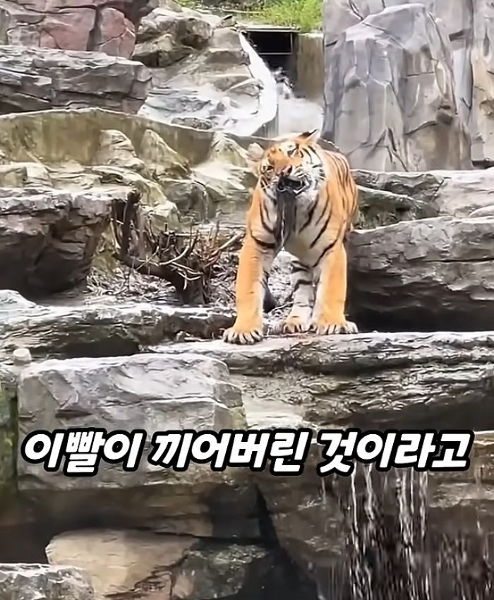 애니멀플래닛