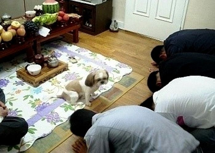 애니멀플래닛