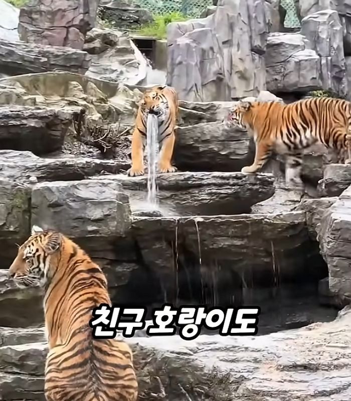 애니멀플래닛