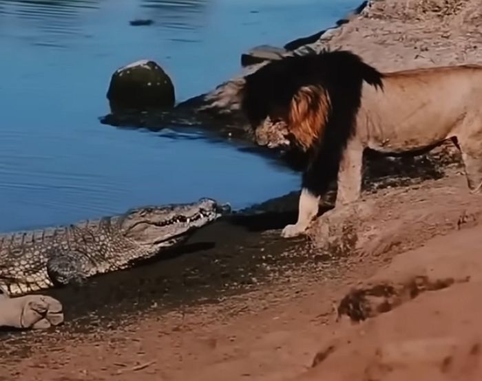 애니멀플래닛
