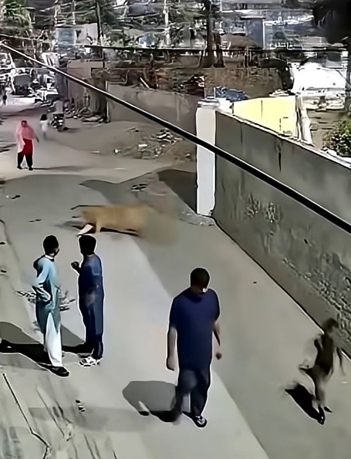 애니멀플래닛