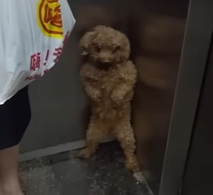 애니멀플래닛