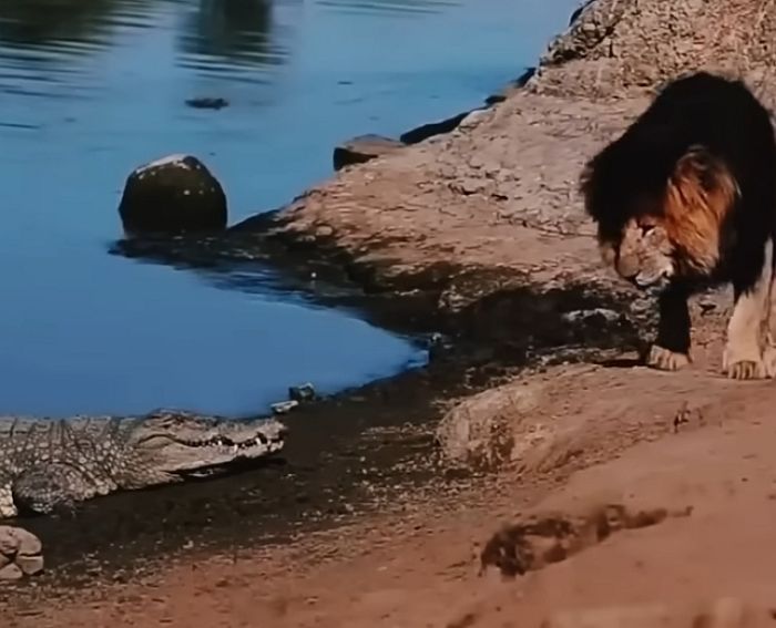 애니멀플래닛