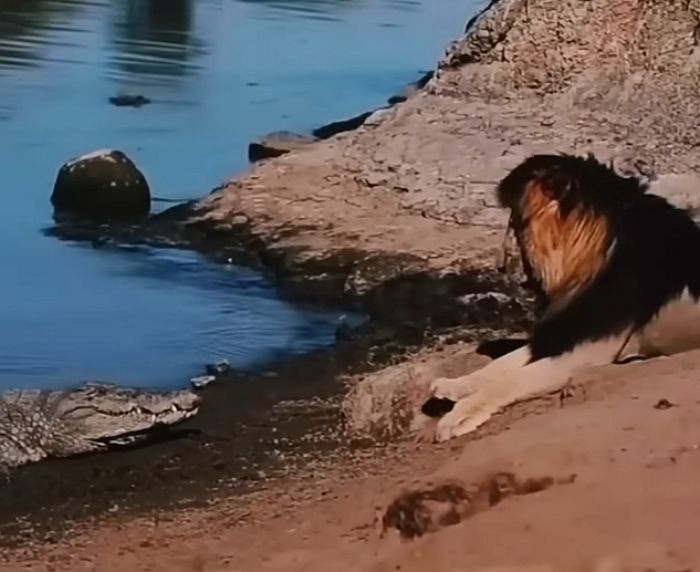 애니멀플래닛