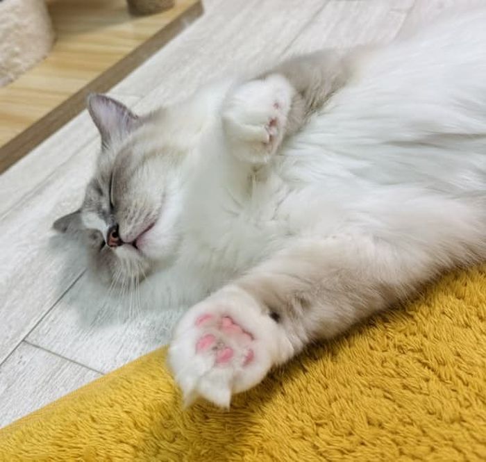 애니멀플래닛