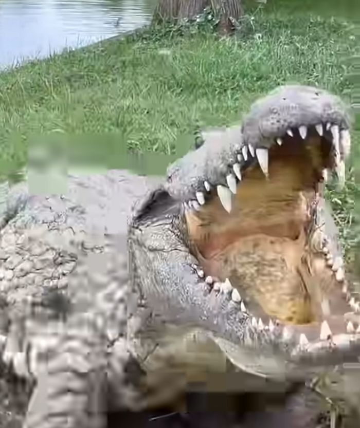 애니멀플래닛
