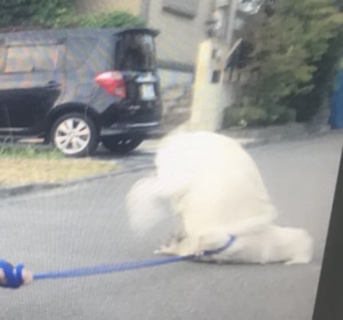 애니멀플래닛