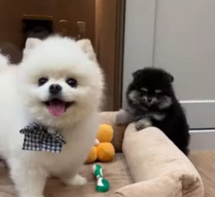 애니멀플래닛