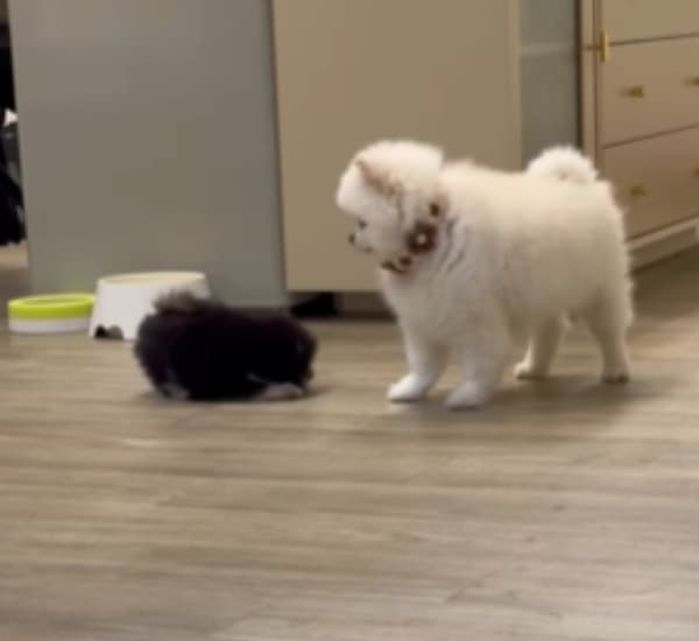 애니멀플래닛