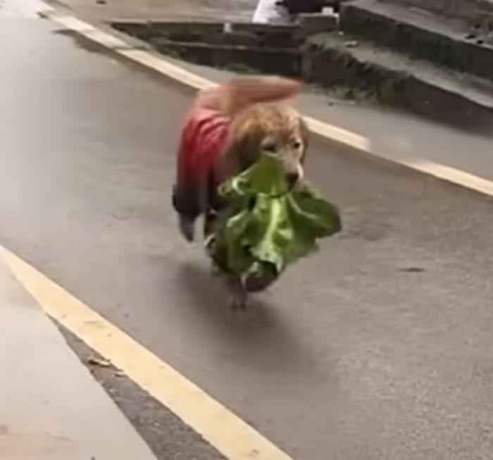애니멀플래닛