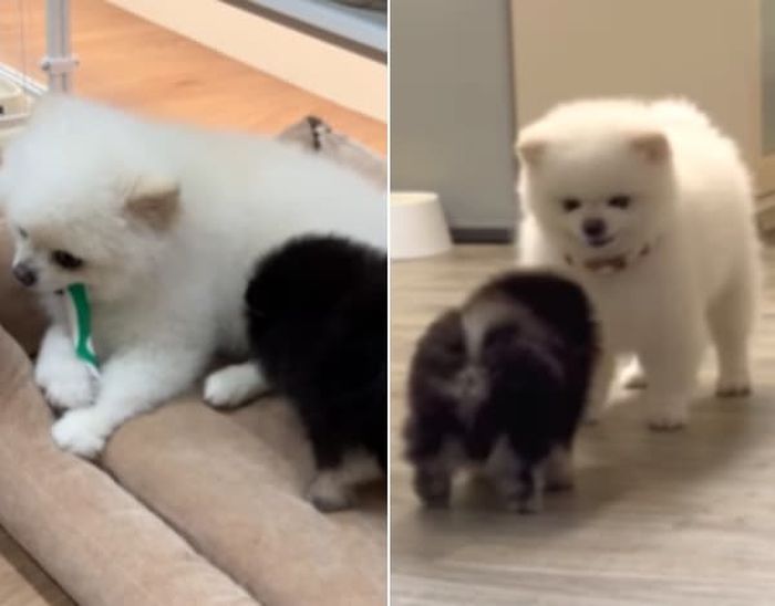 애니멀플래닛