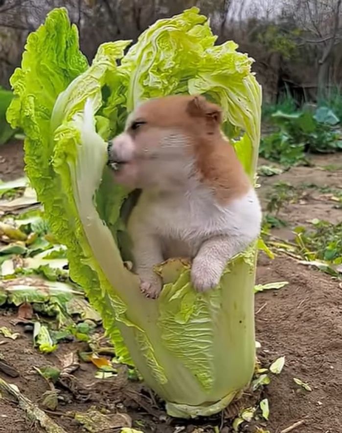 애니멀플래닛