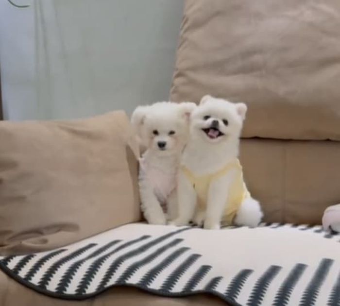 애니멀플래닛