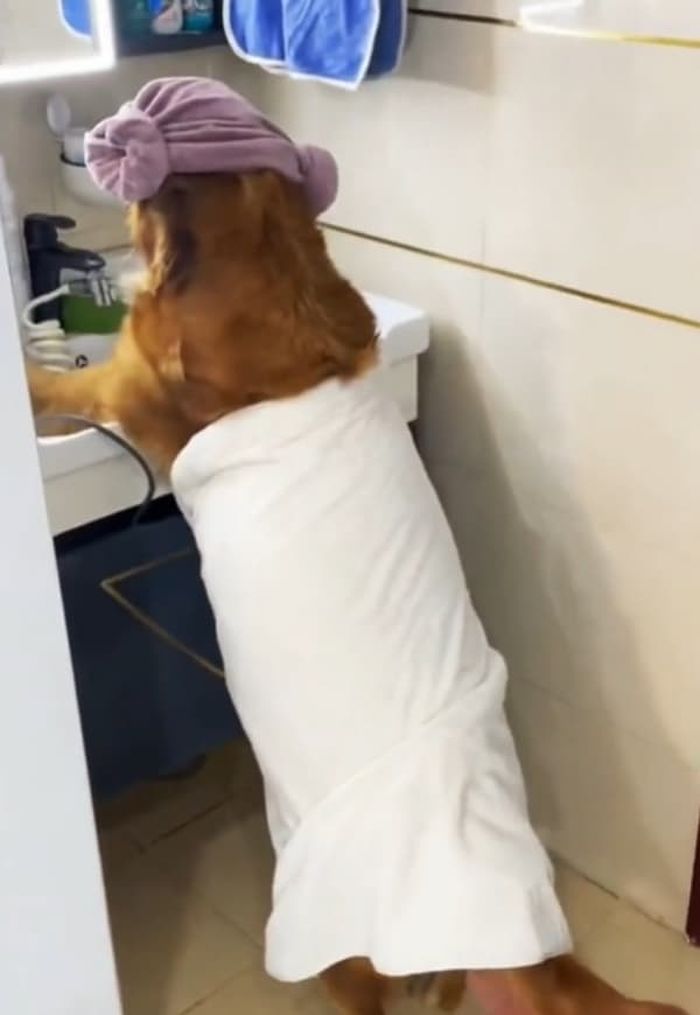 애니멀플래닛