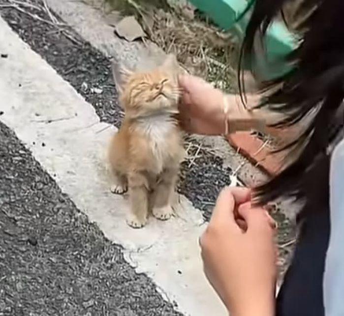애니멀플래닛