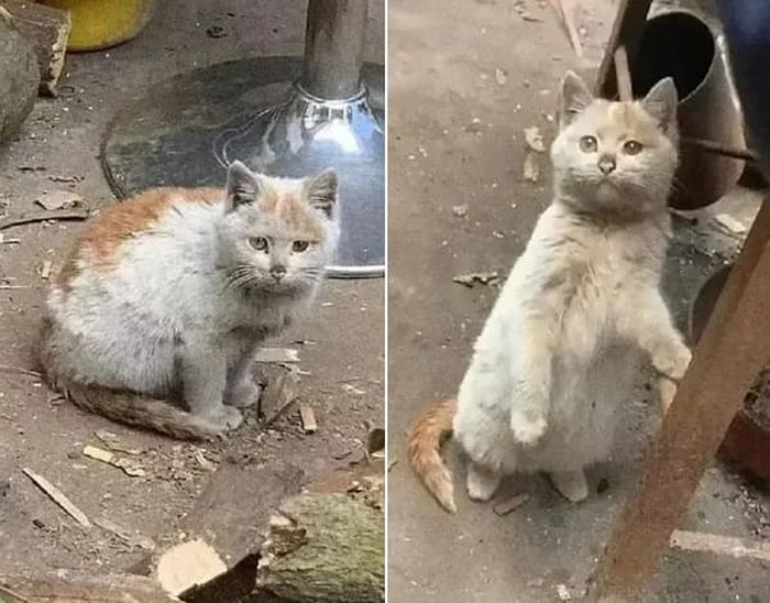 애니멀플래닛