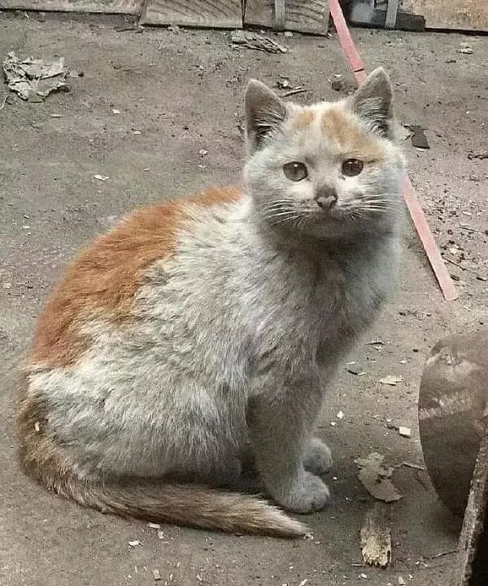 애니멀플래닛
