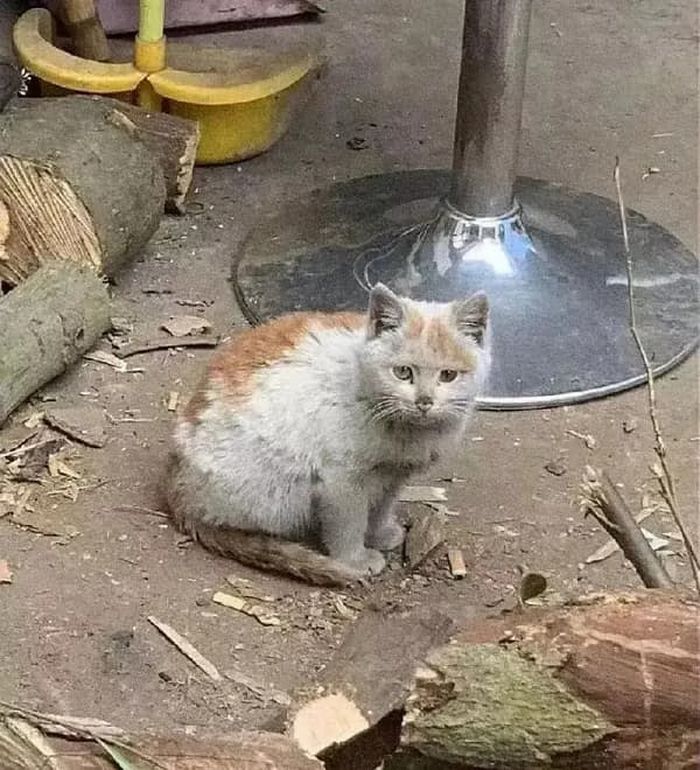 애니멀플래닛