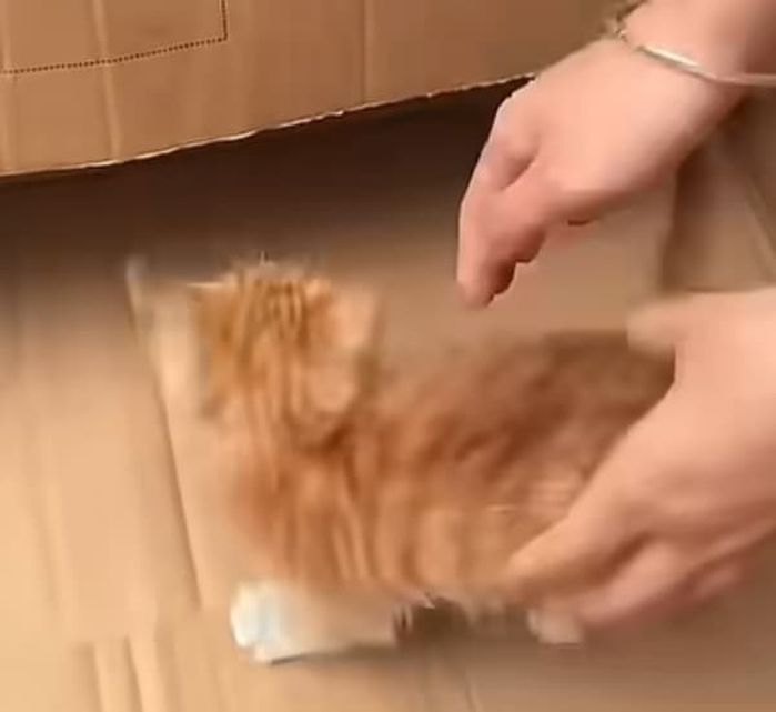애니멀플래닛