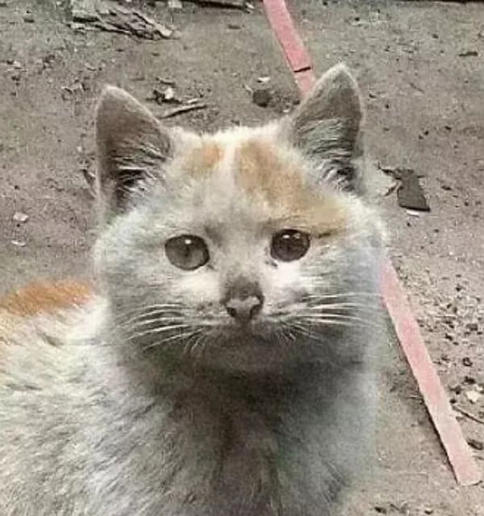 애니멀플래닛